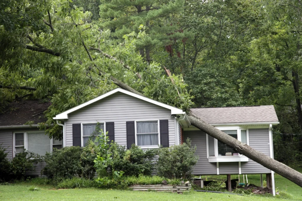 Tree collapsed on a house during storm, requiring expert storm fallen tree removal by Stump Grinding Auckland.