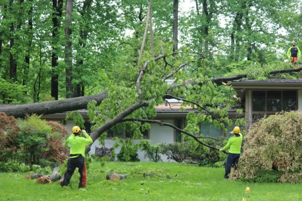 Team from Stump Grinding Auckland performing storm fallen tree removal after severe weather damage.