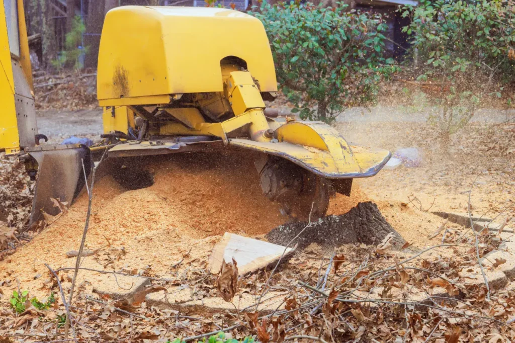 Stump Grinding Auckland providing stump grinding auckland services across North Shore homes.