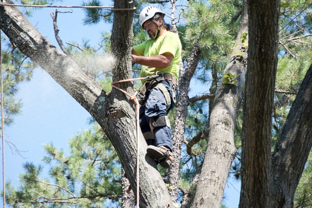Stump Grinding Auckland arborist using safety gear to carry out tree removal & chipping high in the canopy.