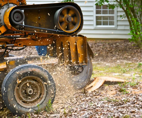 Stump Grinding Auckland team performing stump grinding auckland in a suburban garden setting.