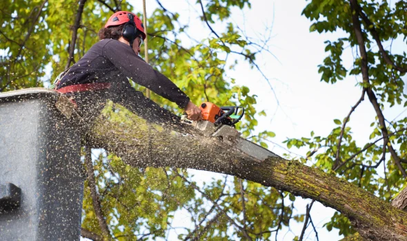 Stump Grinding Auckland professional offering expert advice while performing safe tree removal & chipping at height.