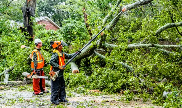 Stump Grinding Auckland crew using specialist equipment for storm fallen tree removal in a residential area.