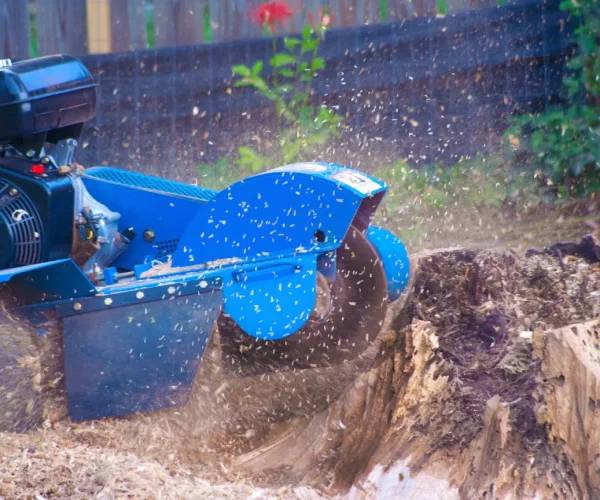 Stump Grinding Auckland professionals operating a stump grinder for expert stump grinding auckland.